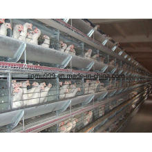 H Type Automatic Broiler Chicken Birds Poultry Cage
